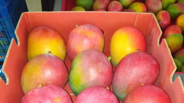Cuba empieza a exportar “mangos frescos” a Rusia
