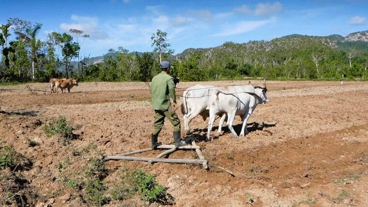 Trabajadores de agricultura, educación y salud con los salarios más bajos en Cuba