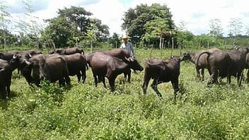 Incentivan la cría de búfalos en Cuba: “no se enferman y asimilan lo que se les dé”