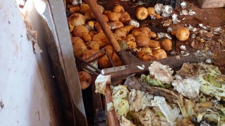 Quintales de col y calabazas podridas en Cuba en medio de crisis alimentaria