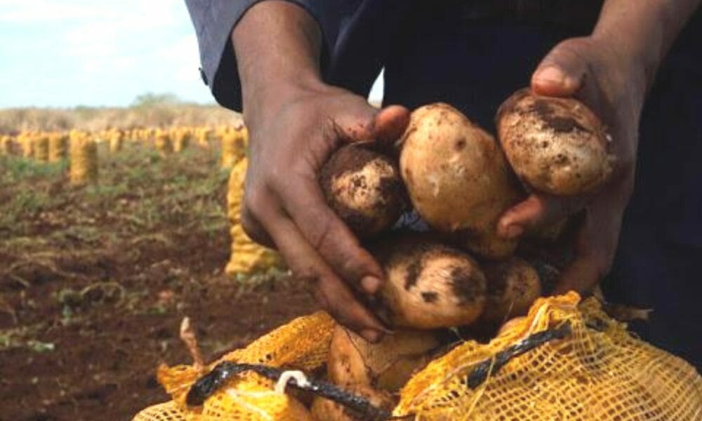 Potatoes are rotting in Cuba amid a critical food situation