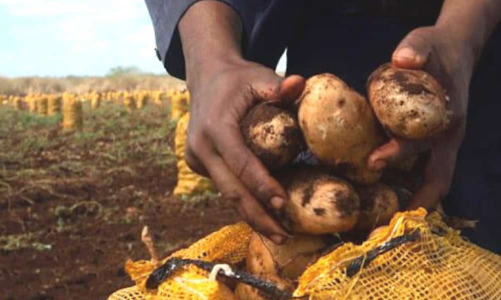 Potatoes are rotting in Cuba amid a critical food situation