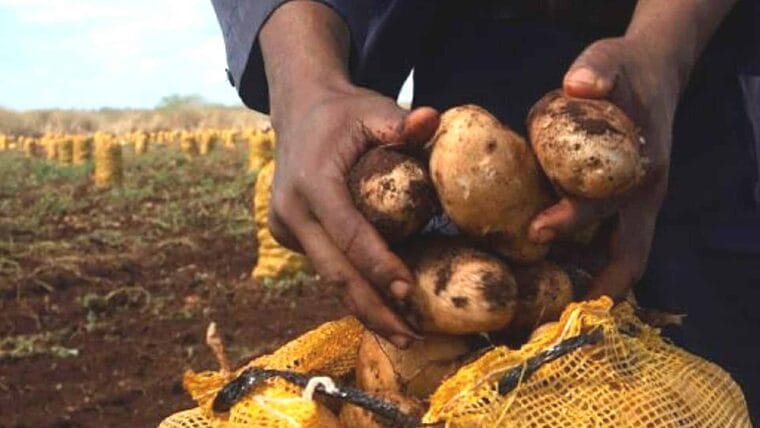 Las papas se pudren en Cuba en medio de crítica situación alimentaria