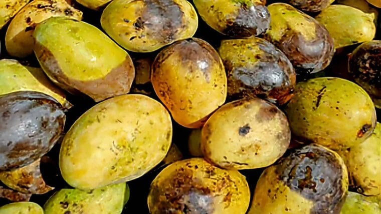 Se pierden en Cuba miles de toneladas de mango diariamente. ¿Por qué?