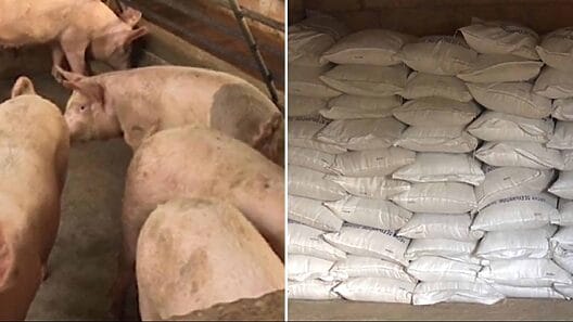 Decomisan en Sancti Spíritus más de 40 toneladas de pienso