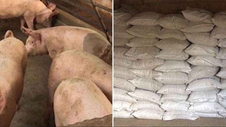 Decomisan en Sancti Spíritus más de 40 toneladas de pienso