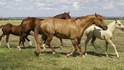 Policía arresta a ladrones de caballos en Villa Clara