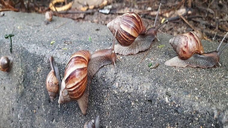 Alertan sobre plaga de caracol africano en partes de Florida