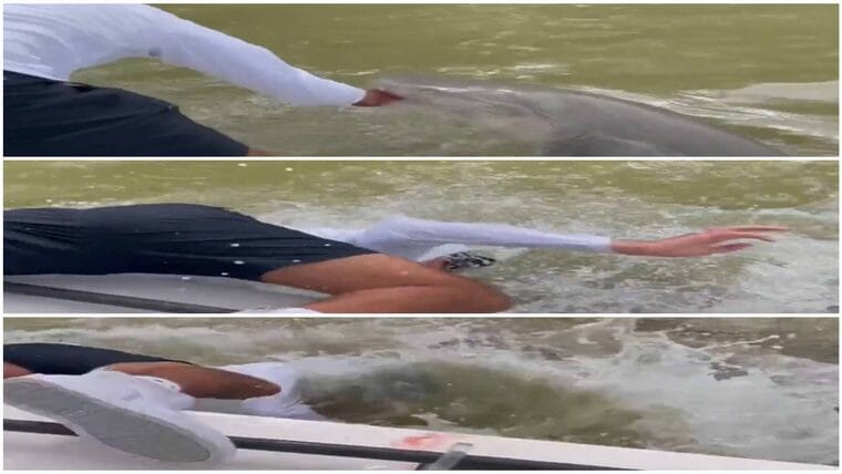 Ataque de tiburón en Florida