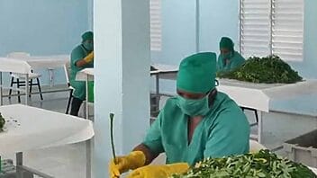 La primera planta para el procesamiento de moringa en Cuba ya es una realidad