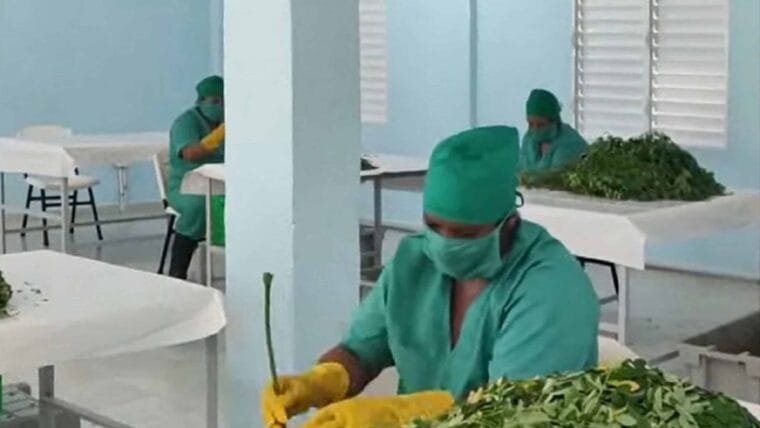 La primera planta para el procesamiento de moringa en Cuba ya es una realidad
