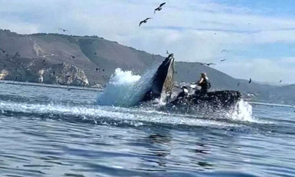 Humpback Whale in San Luis Obispo Bay