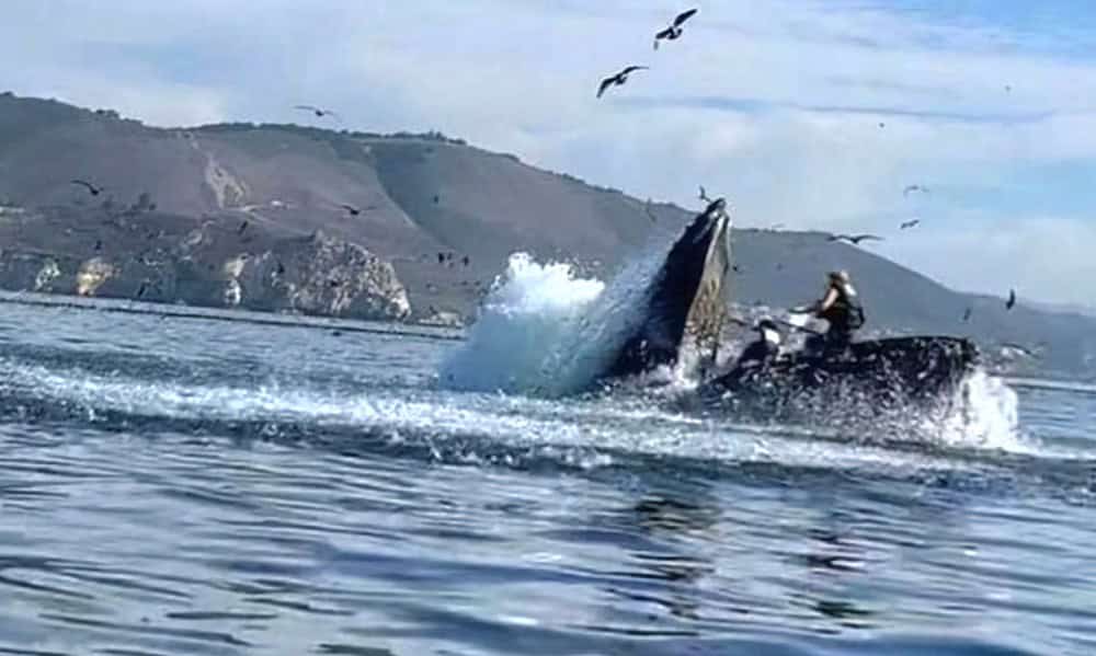 Humpback Whale in San Luis Obispo Bay