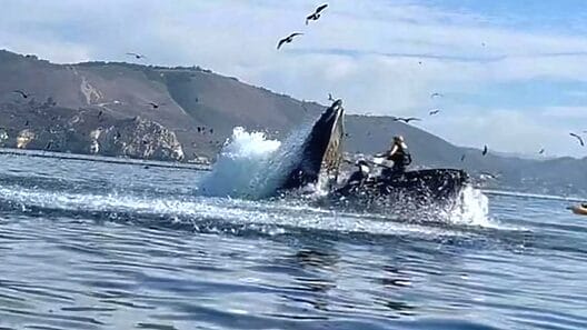 Impactante video del momento en que dos mujeres fueron tragadas por una ballena en Estados Unidos