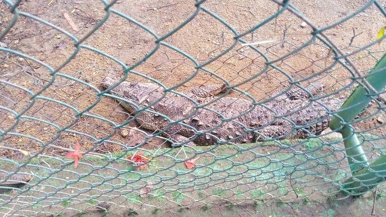 Varios animales del Zoo de Camagüey mueren por las inundaciones: no se escapó ningún cocodrilo
