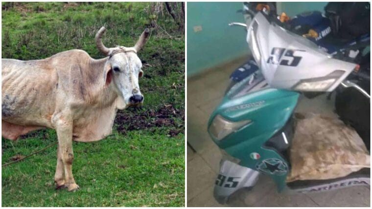 Detenidos cuando transportaban más de 200 libras de carne de res en motorinas