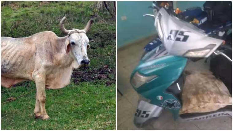 Detenidos cuando transportaban más de 200 libras de carne de res en motorinas