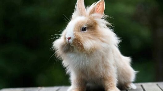 Invasión de conejos cabezade león en condado de Florida