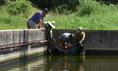 Crean estanques en fábrica de Las Tunas para reproducir tilapias y "engordar pescado"