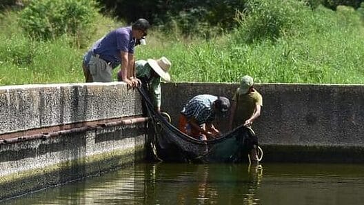 Crean estanques en fábrica de Las Tunas para reproducir tilapias y «engordar pescado»