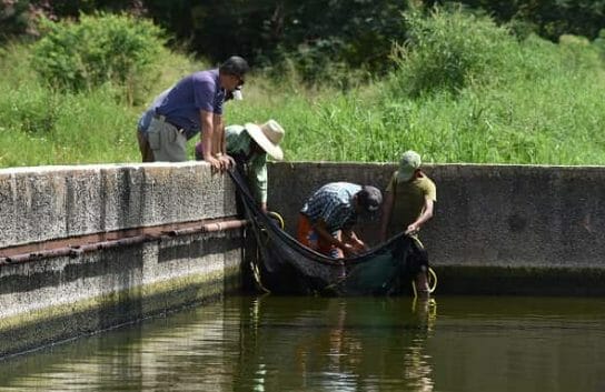 Crean estanques en fábrica de Las Tunas para reproducir tilapias y "engordar pescado"