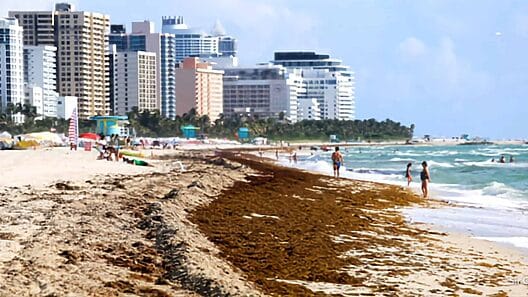 ¡Alerta! El 70% de las playas de Florida están contaminadas