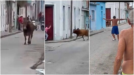 Viral en Cuba: Toro suelto en las calles de Sancti Spíritus