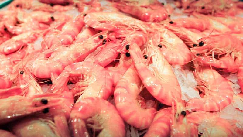 Cuba will export nearly 100 tons of pink shrimp by 2023