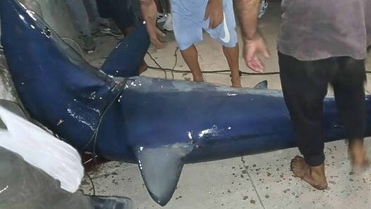 Captura de tiburón azul en malecón habanero se viraliza en redes