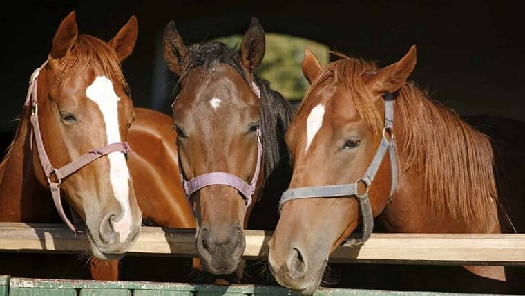 Policía de Florida ofrece recompensa a matarifes de caballos
