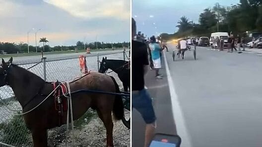 ¡Insólito!: Cubanos llevan las carreras de caballos a las calles de Miami