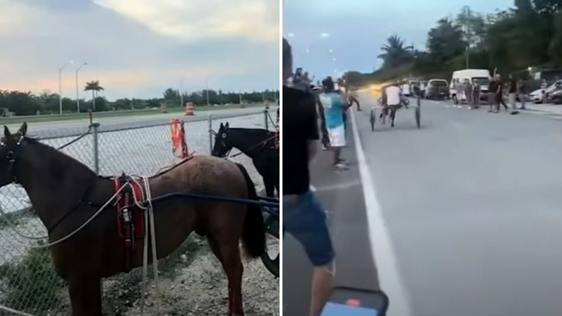 carreras caballos miami cubanos