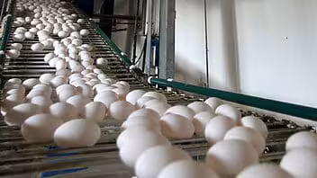 República Dominicana exporta huevos a Cuba