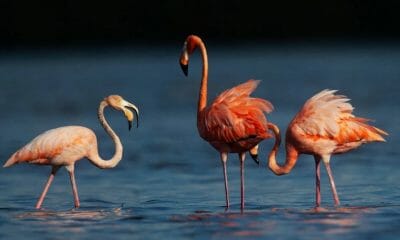 flamencos cubanos estados unidos