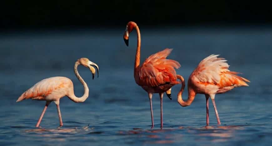 flamencos cubanos estados unidos