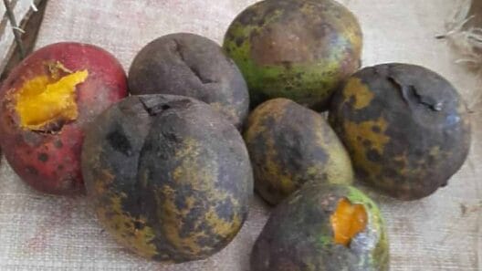 Aplican 8 mil pesos de multa a cuentapropista en La Habana por vender “mangos podridos”