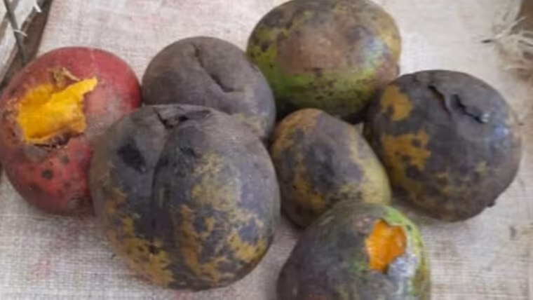 multas mangos podridos habana