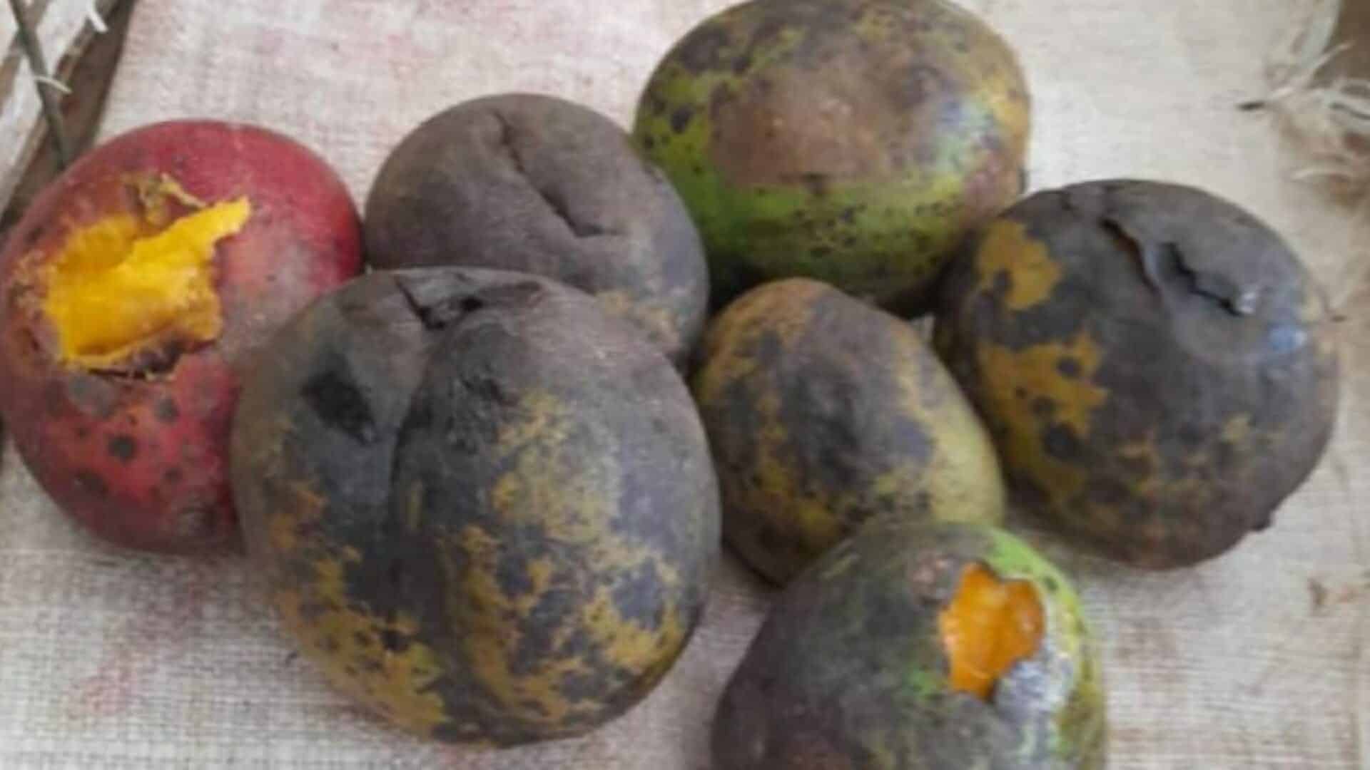 multas mangos podridos habana