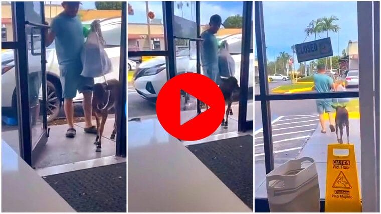 Solo en Miami: Le impiden entrar a la lavandería con su ternerito