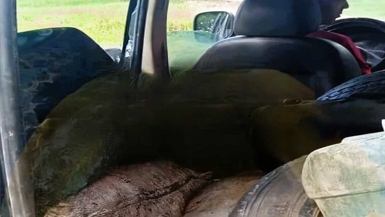 Empleados de Copextel detenidos con 400 libras de carne de res