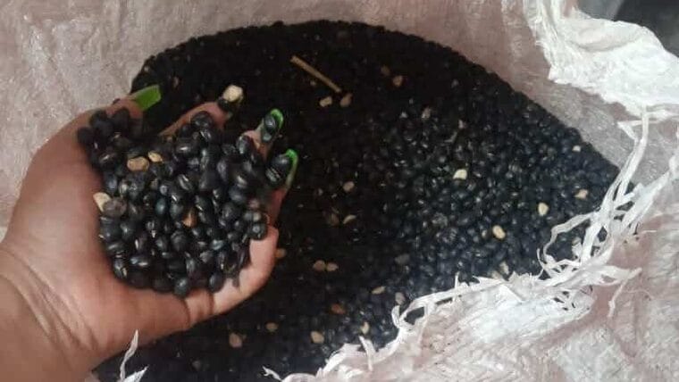 Frijoles a precio de oro en Cuba: hasta 500 pesos la libra en la calle y casi 800 en tiendas online