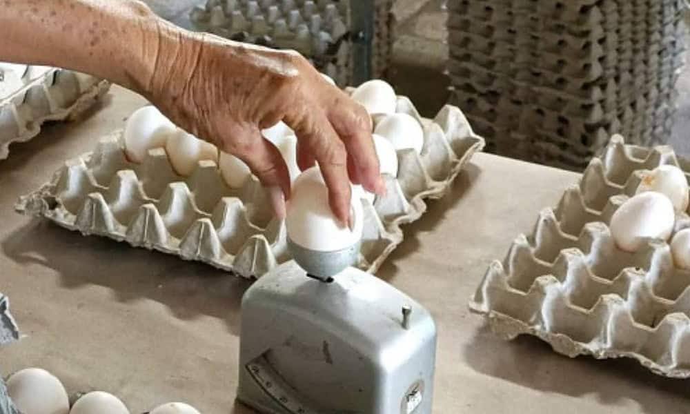 huevos al mes cuba baja producción