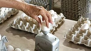 huevos al mes cuba baja producción
