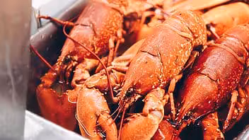 langostas cubanas pesca