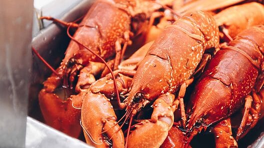 Aumentan pesca de langosta en Cuba para “cumplir exportaciones”