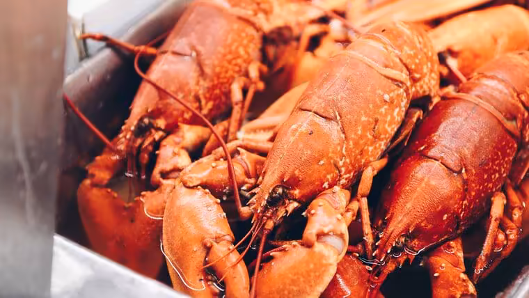 langostas cubanas pesca