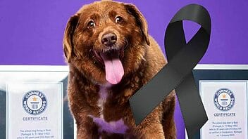Murió Bobi, el perrito más anciano del mundo, según libro de récord Guiness