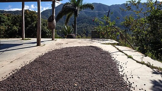 Repentino pico cafetalero en Cuba: pocas manos y pésimo estado de las carreteras en lomeríos