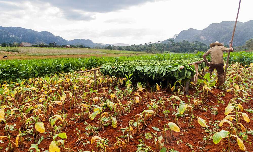 Cuban students work in agriculture to compensate for the shortage of farmers