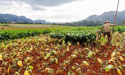 estudiantes campo cuba